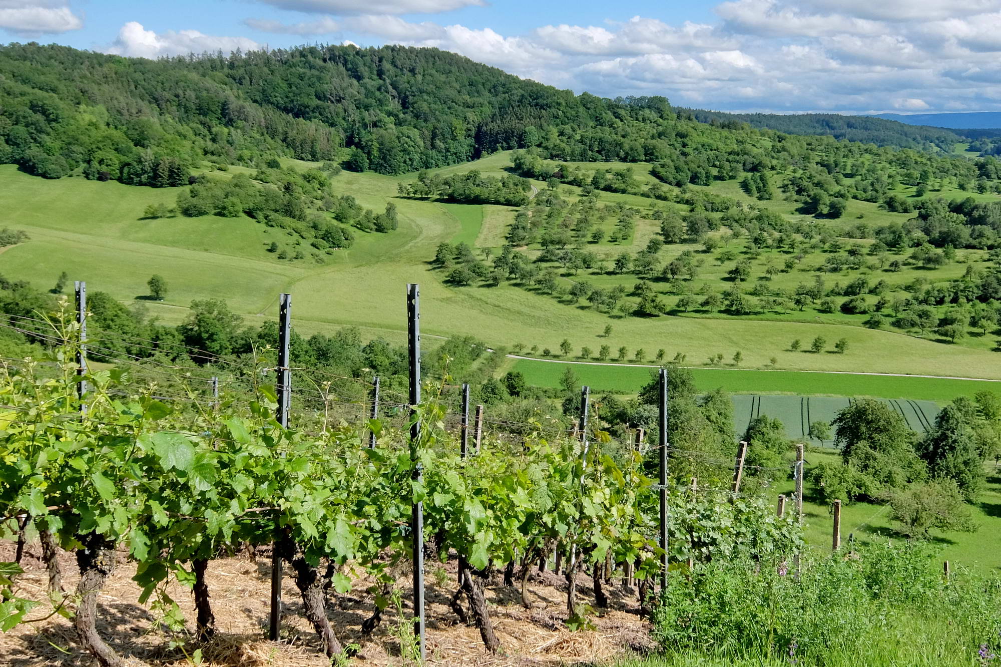 Weinberg- und Streuobstlandschaft bei Breitenholz am Schönbuch